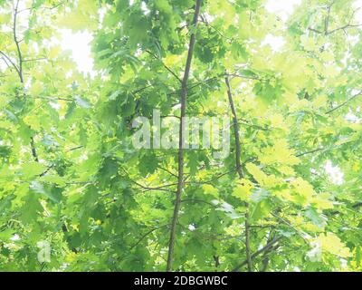 oak tree (scientific name Quercus robur) sapling Stock Photo