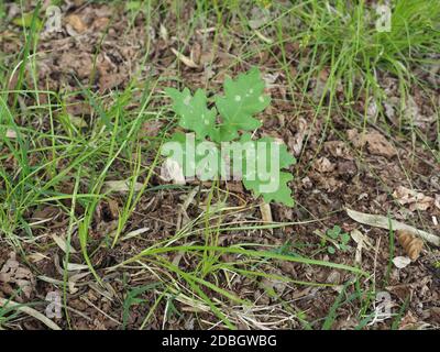 oak tree (scientific name Quercus robur) sapling Stock Photo