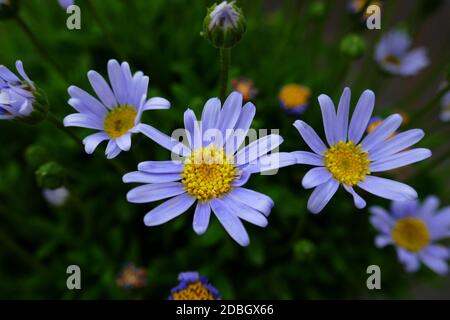 Felicia amelloides Stock Photo