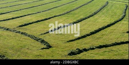Lines of mown dry grass in the farm field seen from above green Stock Photo