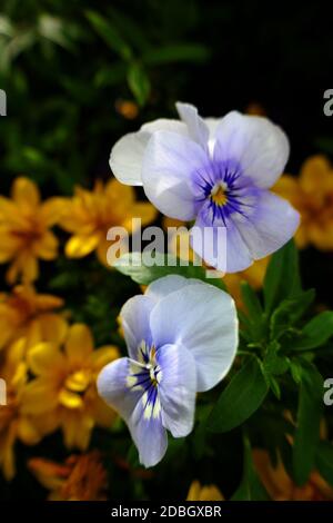 Horned violet flower Viola cornuta Stock Photo