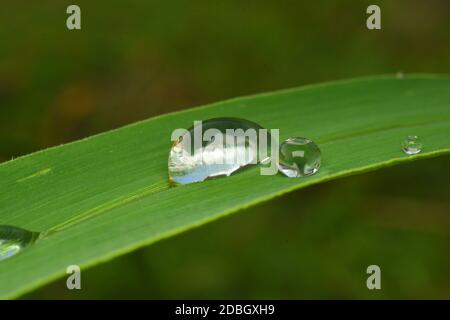 Water droplets on a green grass Stock Photo