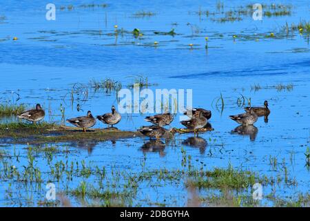 A flock of gadwell resting in a pond in the morning Stock Photo