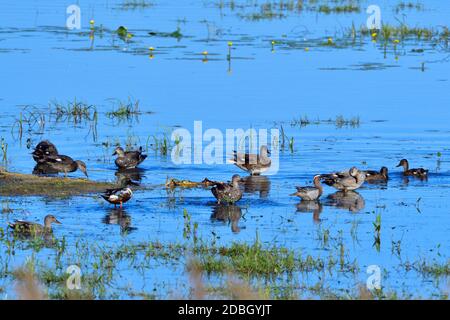 Gadwell, Garganey and Northern shoveler resting in a lake in saxon Stock Photo
