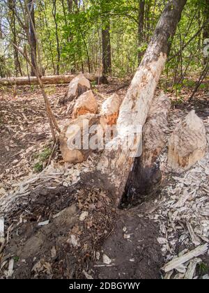 Landscape view of a forest with trees felled by beavers on the edge of a small body of water in Brandenburg / Germany in vertical view. Stock Photo