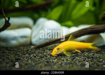 Yellow chinese algaey eater - Gyrinocheilus in fishtank cleaning gravel. Stock Photo