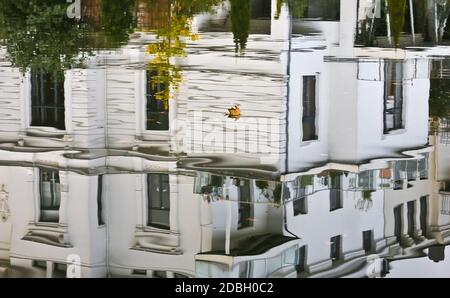 The leaf floated on the mill pond in Lübeck, Germany. The splendid villa was reflected on the city lake. Stock Photo