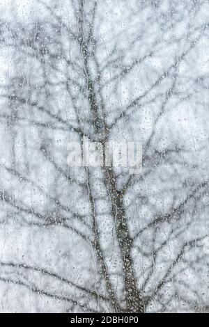 Raindrops on a window with a blurred background, abstract background with a tree. View through the window glass on a rainy day, France Stock Photo