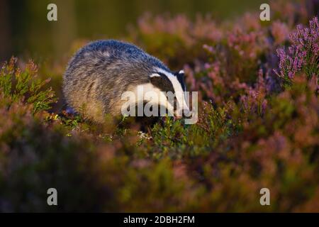 Curious european badger, meles meles, approaching from front view on moorland with common heather, calluna vulgaris, bushes. Animal wildlife in nature Stock Photo