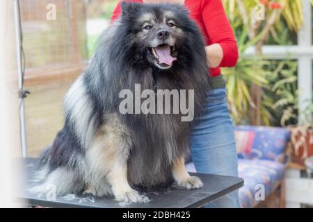 Trimed Wolf Spitz Dog sitting on grooming table is looking at the camera. Professional groomer woman is in the background. Stock Photo