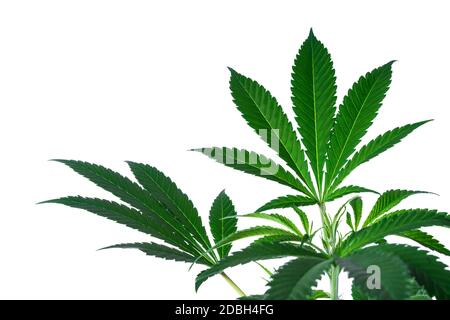 Cannabis leafs isolated on a white background Stock Photo
