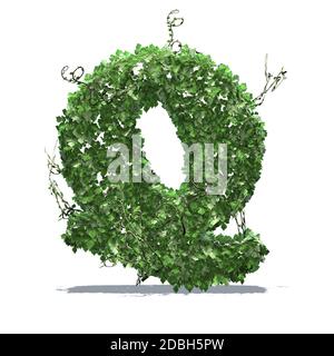 Letter Q created of green ivy leaves - isolated on a white background Stock Photo