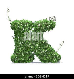 Letter K created of green ivy leaves - isolated on a white background Stock Photo