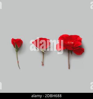 Three Red Roses on a grey background top view Stock Photo