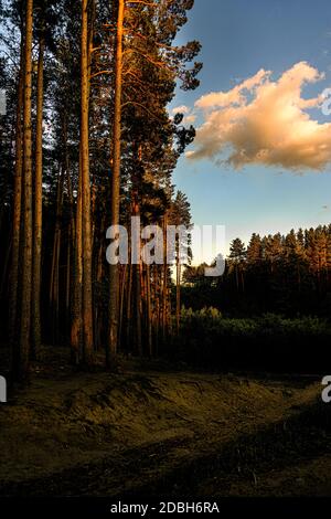 the edge of the forest with pine trees at sunset, illuminated by the setting sun. Evening landscape in the forest Stock Photo