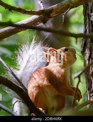 a small squirrel sits on a tree among the leaves, illuminated by the sun Stock Photo