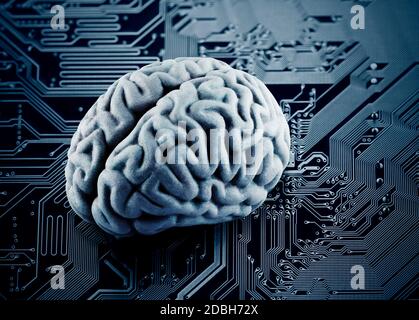 Human brain on computer circuit board Stock Photo