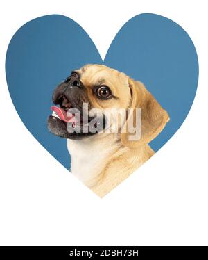 Portrait of young adorable happy puggle Stock Photo