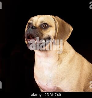 Portrait of young adorable happy puggle Stock Photo