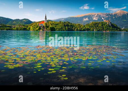 Admirable pink lotus flowers blossom on the lake. Magical water lily flowers and Pilgrimage church on the small island in background, lake Bled, Slove Stock Photo