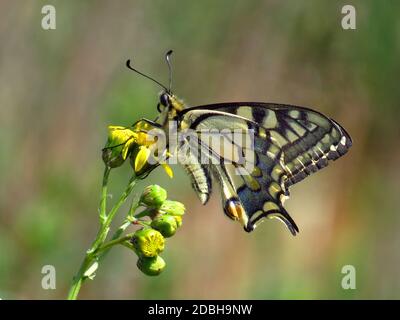 Old world Swallowtail, Papilio machaon, male, sitting on a groundsel branch Stock Photo