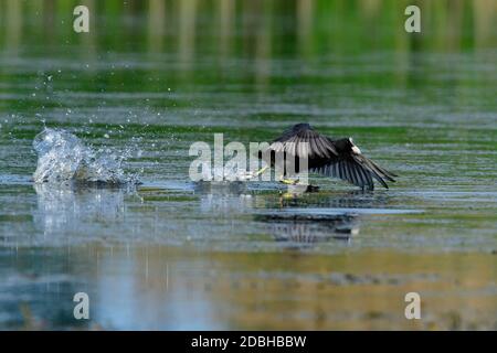 Eurasian coot in spring on a sea in saxon Stock Photo