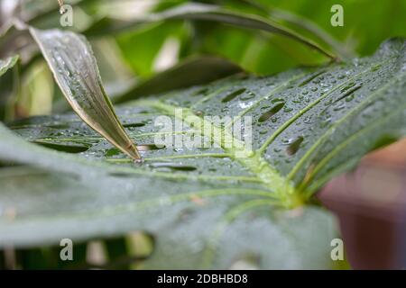 Rain drops on green leaves Stock Photo