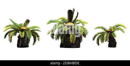 Set of Sago Palm trees - isolated on white background Stock Photo