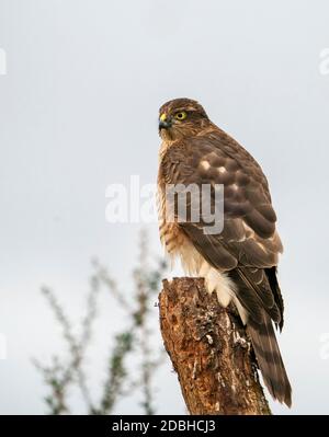 A wild female Eurasion Sparrowhawk (Accipiter nisus) scans it's surroundings for potential prey, Warwickshire Stock Photo