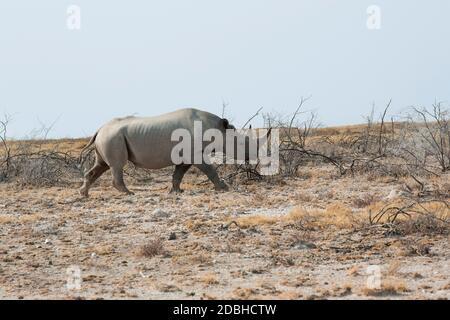 A white rhino / rhinoceros grazing in an open field Stock Photo