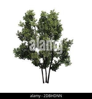 Common Hazel bush - isolated on white background Stock Photo