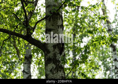 A woodpecker sits on a birch tree and knocks on the trunk. Spring birch forest background. The bright green color of the leaves of the birch trees. bl Stock Photo