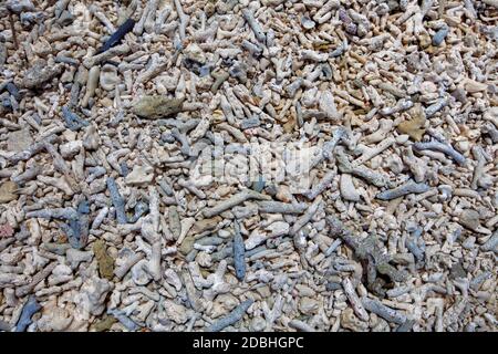 Coral bleaching on the sandy beach as structural. background texture Stock Photo