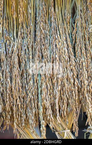 Dry Padding Rice Dry paddy rice seeds mass product from Thailand,Ears of paddy rice ...
