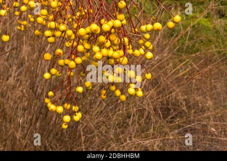 Ripe fruits of chinaberry tree on blurred background of dry grass Stock Photo