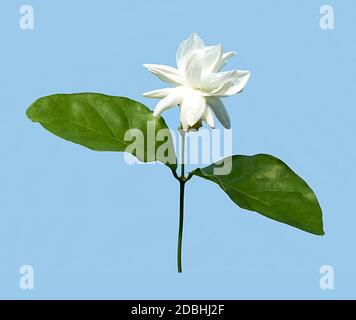 Jasmine Flower isolated on blue background with clipping path Stock Photo