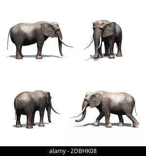 Set of elephant - isolated on white background Stock Photo