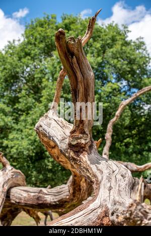 Split tree Stock Photo