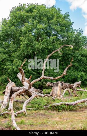 Split tree Stock Photo