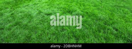 Natural green grass background, fresh lawn top view Stock Photo