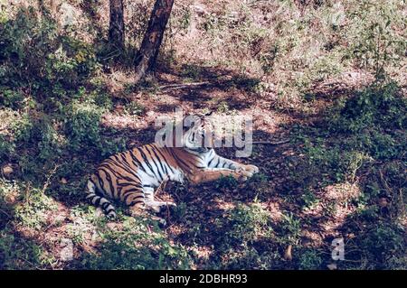 lying on the ground cute and gorgeous Amur tiger Stock Photo