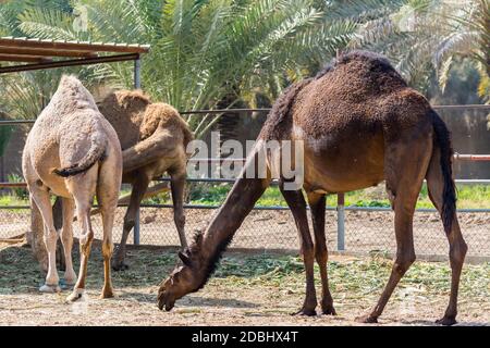 Brown Camels eating food in the farm near the Old Dariya, Riyadh, the Kingdom of Saudi Arabia Stock Photo