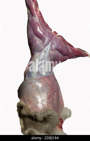 cut wild hare, muscular body. Isolate on white background The photo of animal carcass meat for butchers shop, restaurant or veterinary expertise Stock Photo