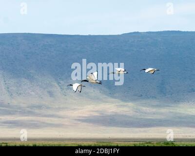 African sacred ibis (Threskiornis aethiopicusi), in flight inside Ngorongoro Crater, UNESCO World Heritage Site, Tanzania, East Africa, Africa Stock Photo