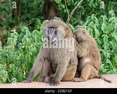 Olive baboons (Papio anubis) grooming each other in Ngorongoro Conservation Area, Tanzania, East Africa, Africa Stock Photo