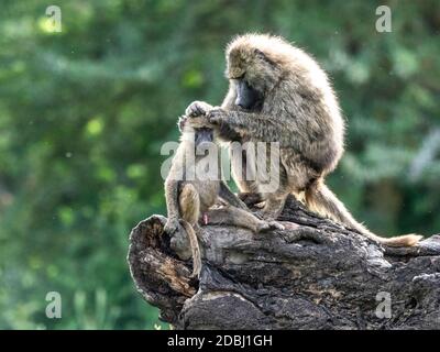 Olive baboons (Papio anubis) grooming each other in Ngorongoro Conservation Area, Tanzania, East Africa, Africa Stock Photo