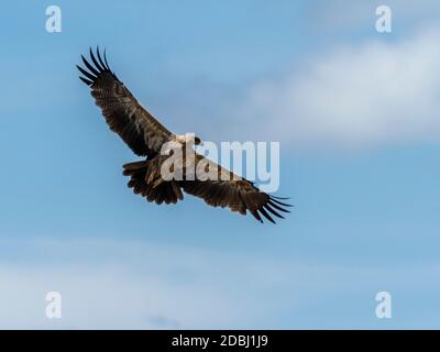 An adult tawny eagle (Aquila rapax) in flight in Serengeti National Park, Tanzania, East Africa, Africa Stock Photo