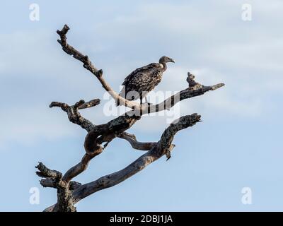 Ruppell's vulture (Gyps rueppelli), Serengeti National Park, Tanzania, East Africa, Africa Stock Photo
