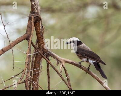 An adult northern white-crowned shrike (Eurocephalus ruppelli), Tarangire National Park, Tanzania, East Africa, Africa Stock Photo