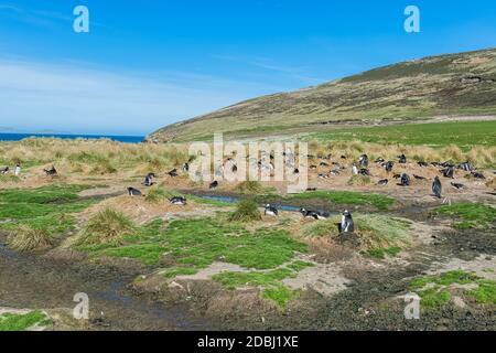 Nesting Gentoo penguins (Pygoscelis papua), Grave Cove, West Falkland Island, Falkland Islands, British Overseas Territory, South America Stock Photo